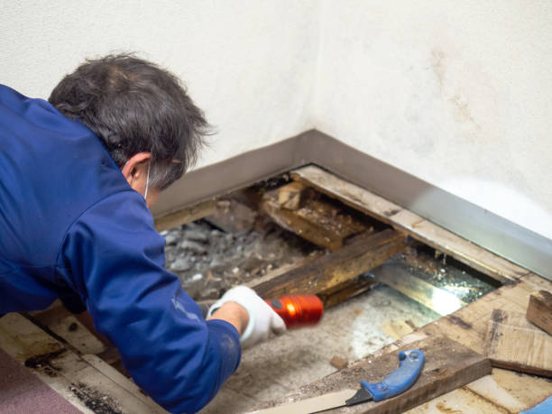 Best DIY Mold Remediation Support Services in Langley, SC