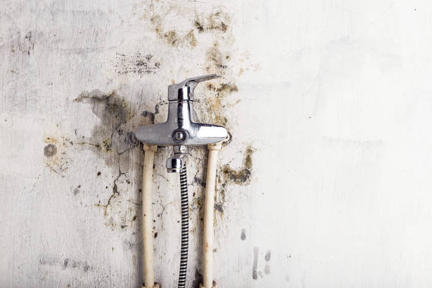 Best Localized Mold Remediation (e.g., coastal areas, humid climates) in Langley, SC