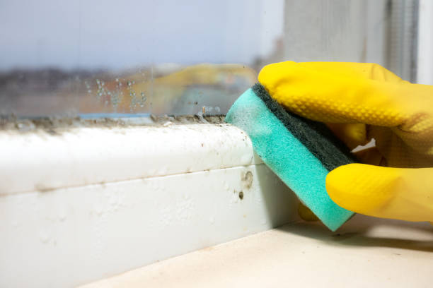Best Mold Testing and Inspection Services in Langley, SC