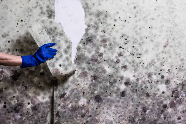 Best Industrial Mold Remediation in Langley, SC