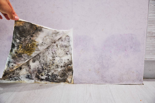 Best Emergency Mold Remediation in Langley, SC